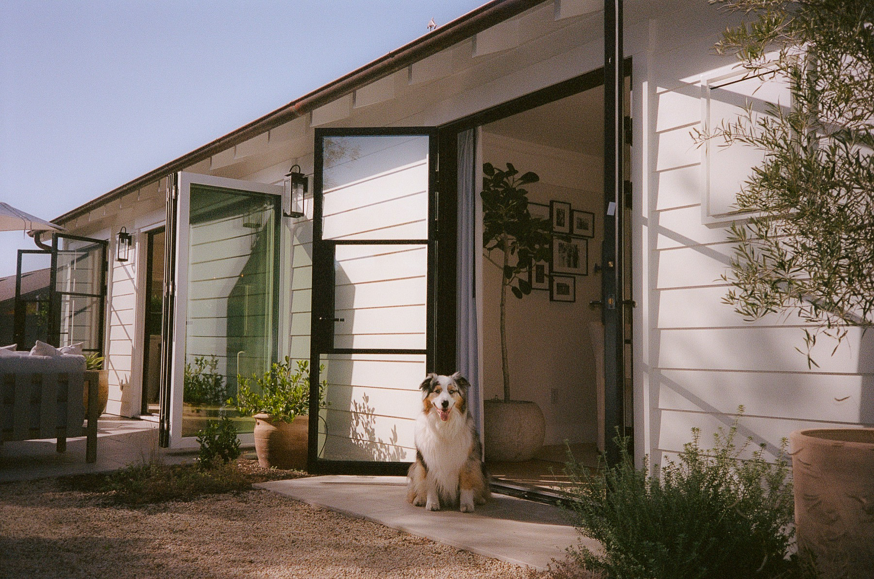 Dog at the doorway on film