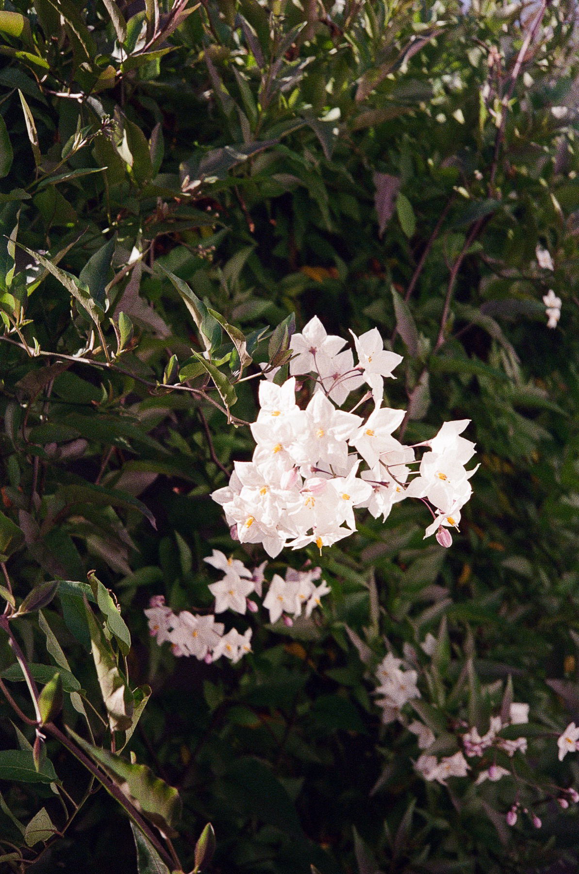 Bloom on film