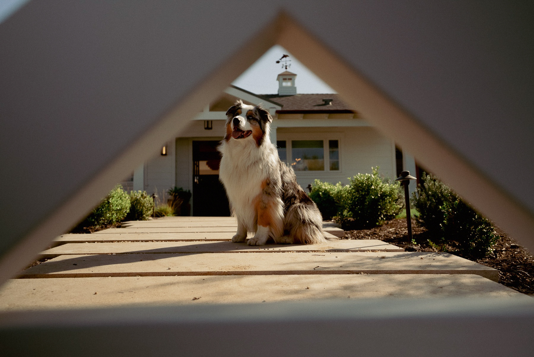 Dog framed in the walkway