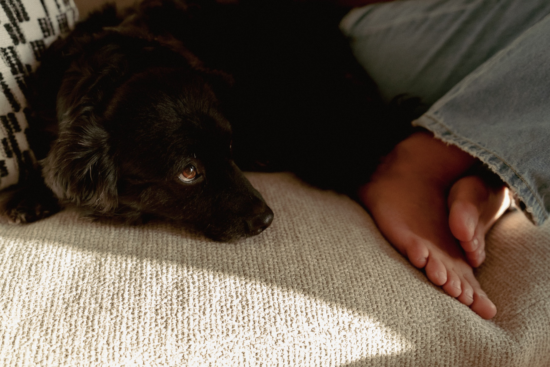 Dog resting beside a person in the afternoon light
