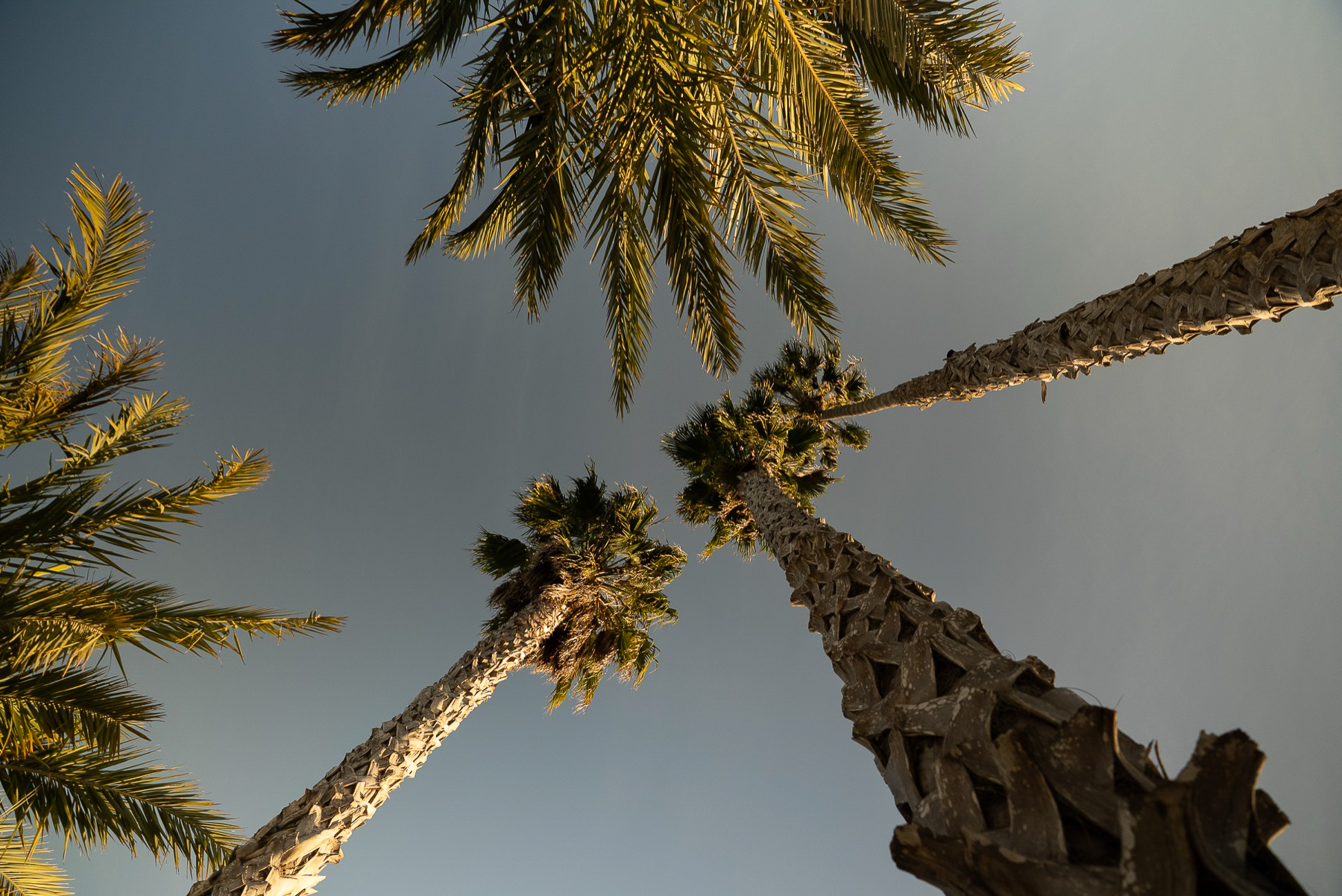 Palm canopy from below