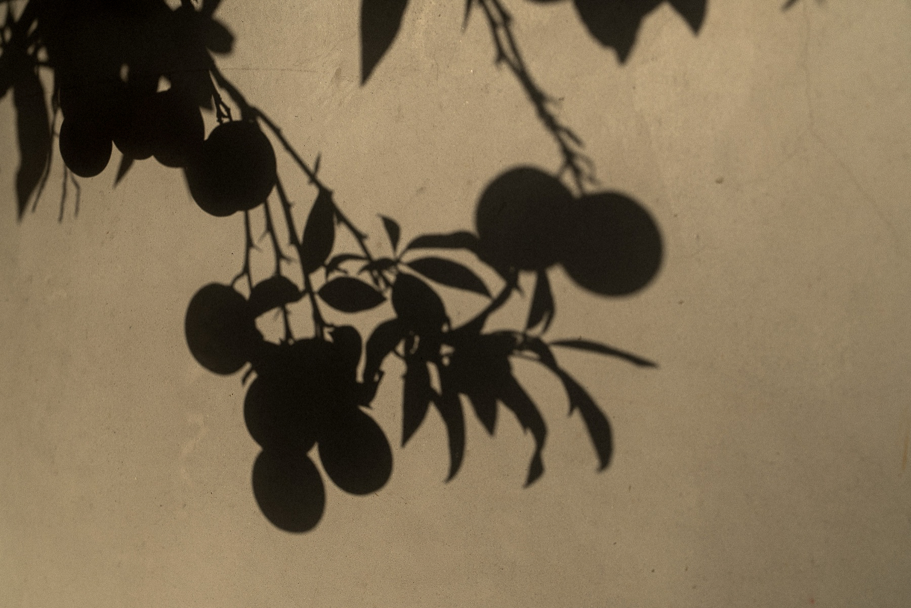 Fruit tree shadow on the wall