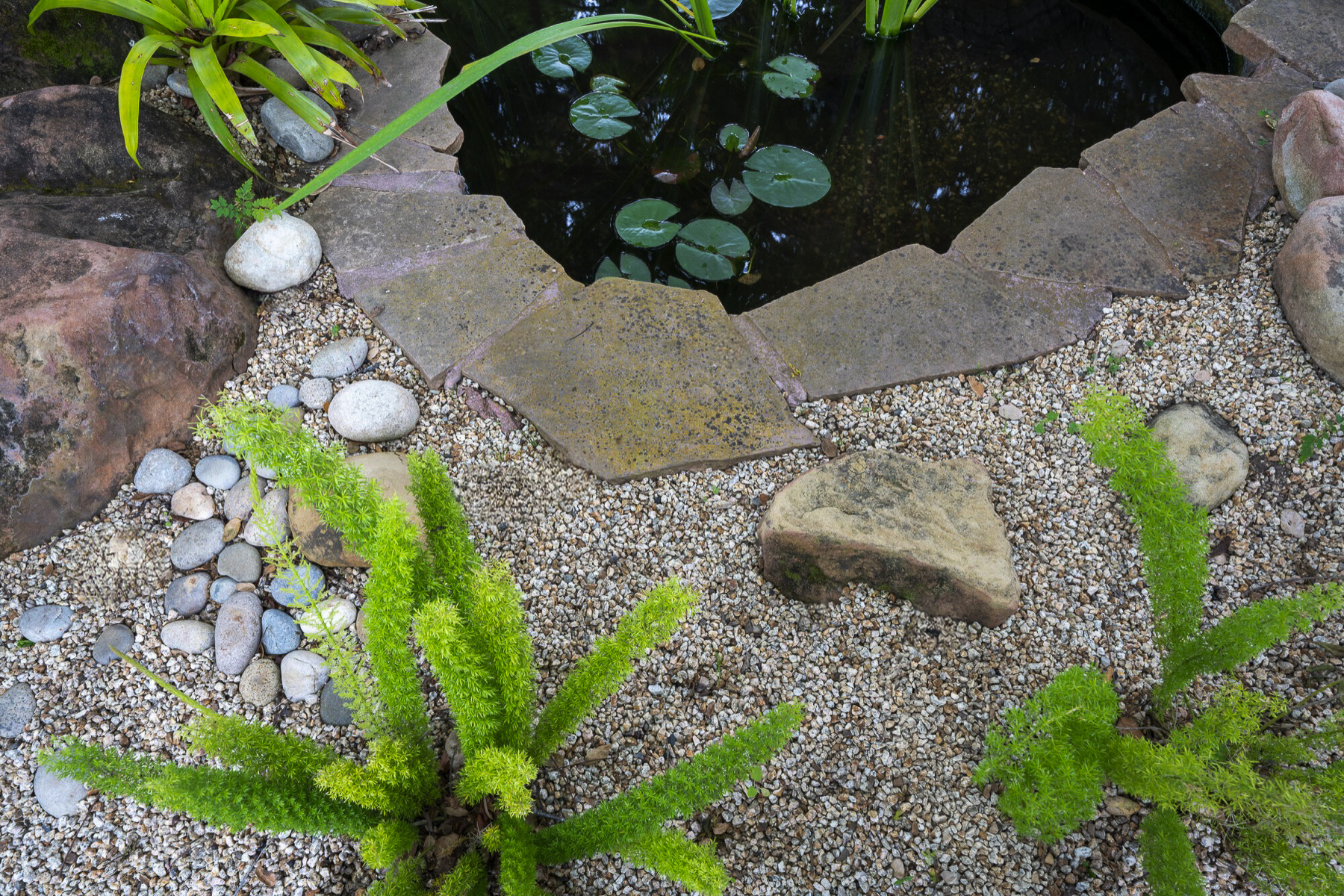 Pond and water plants