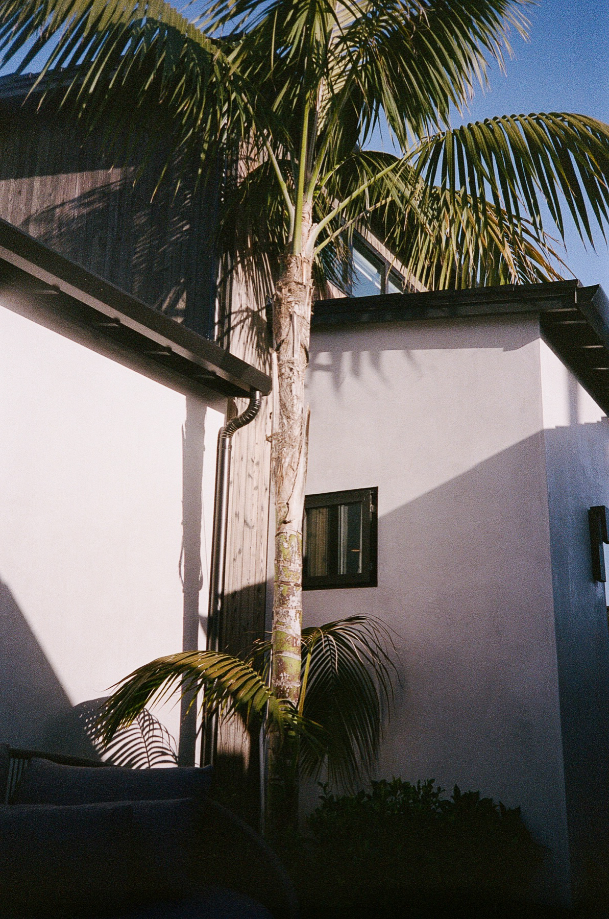 Palm over the house on film