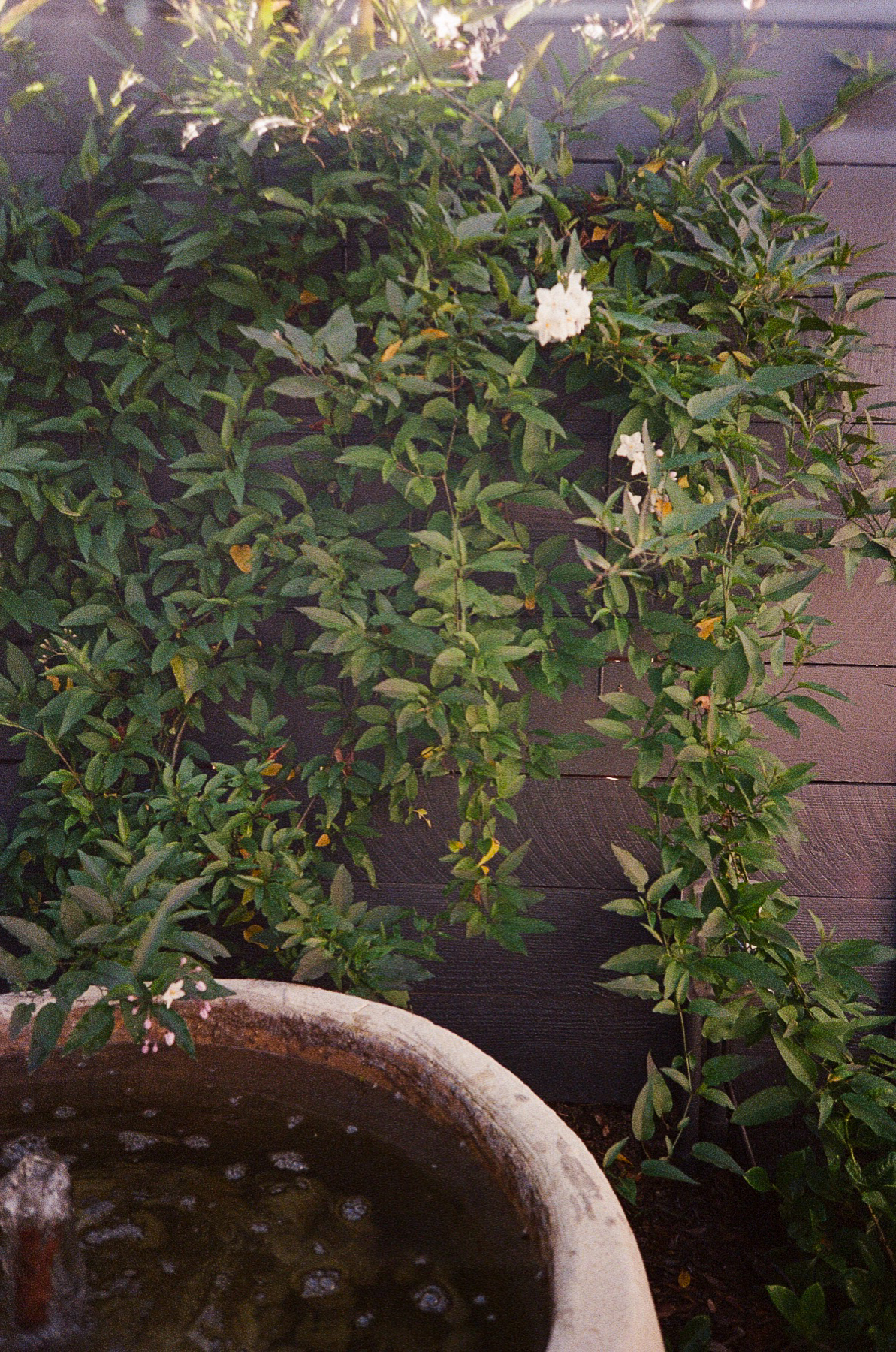 Potted plant on film
