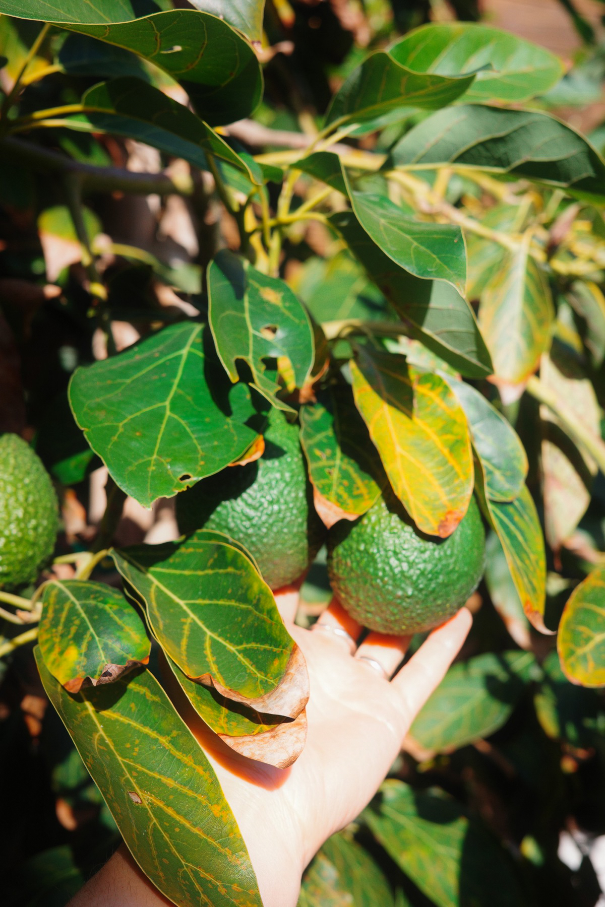 Hand holding avocados on the tree